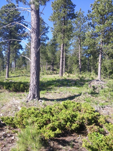 Mountain Lion photographed in South Dakota