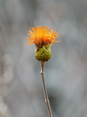 Cnicothamnus
