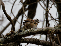 Zonotrichia capensis
