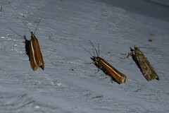 Orocrambus melitastes