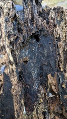 Henningsomyces candidus