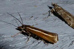 Orocrambus melitastes