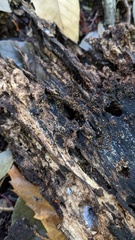 Henningsomyces candidus