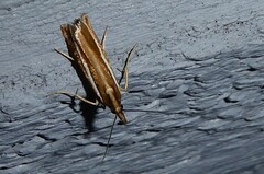 Orocrambus melitastes