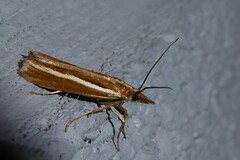 Orocrambus melitastes