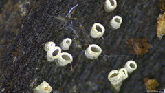 Henningsomyces candidus