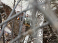 Saltator aurantiirostris