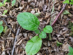 Adenocaulon chilense