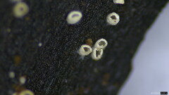 Henningsomyces candidus