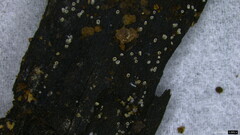 Henningsomyces candidus