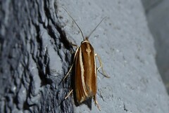 Orocrambus melitastes
