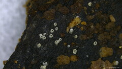 Henningsomyces candidus