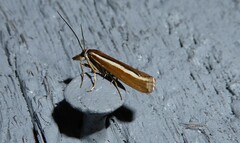 Orocrambus melitastes