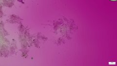 Henningsomyces candidus