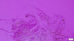 Henningsomyces candidus