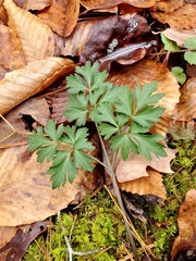 Cardamine angustata