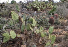 Opuntia clarkiorum
