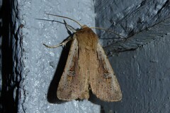 Ichneutica atristriga