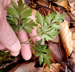 Cardamine angustata