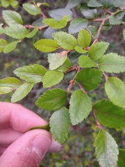 Nothofagus betuloides