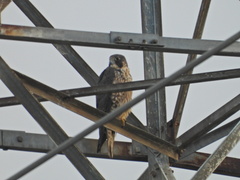 Falco peregrinus pealei