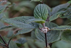 Metabolos decipiens