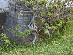 Sciurus stramineus