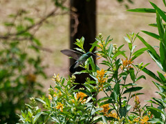 Colibri serrirostris
