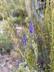 Comesperma calymega