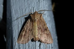 Ichneutica averilla