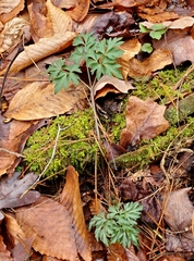 Cardamine angustata