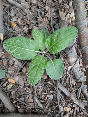 Adenocaulon chilense