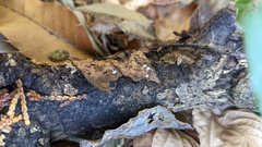 Delicatula integrella