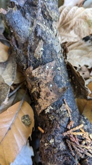 Delicatula integrella
