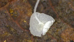 Delicatula integrella