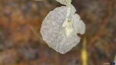 Delicatula integrella