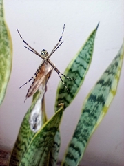 Argiope argentata