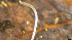 Delicatula integrella