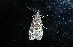 Eudonia philerga