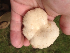 Lactarius subplinthogalus