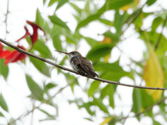 Elliotomyia chionogaster