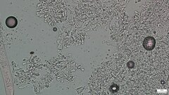 Delicatula integrella