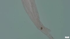 Delicatula integrella