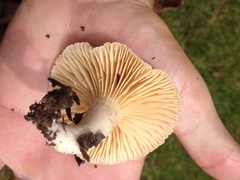 Lactarius subplinthogalus