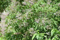 Vitex trifolia