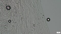 Delicatula integrella