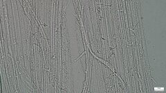 Delicatula integrella
