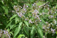 Vitex trifolia