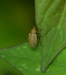 Colaspis