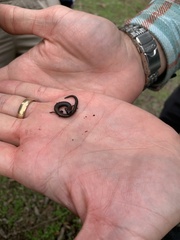 Batrachoseps nigriventris